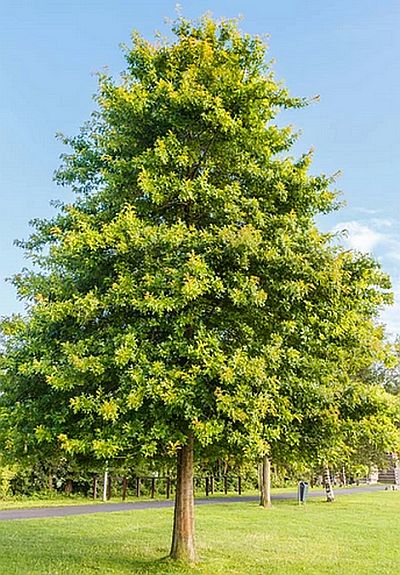 Quercus palustris